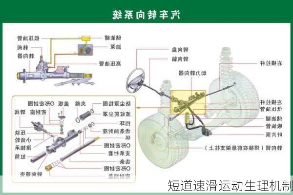 短道速滑运动生理机制