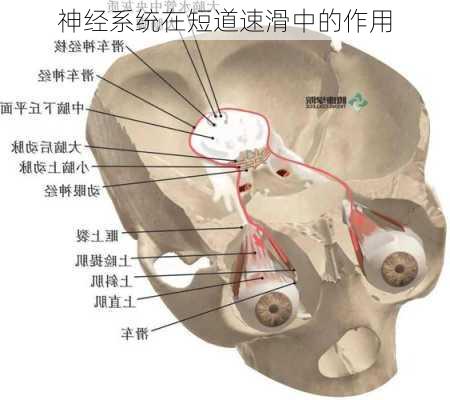 神经系统在短道速滑中的作用