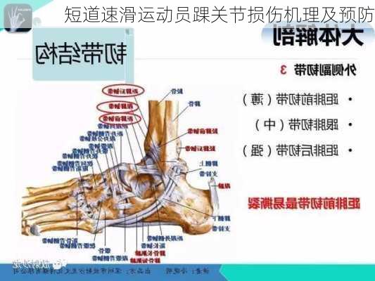 短道速滑运动员踝关节损伤机理及预防