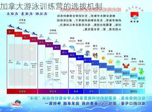 加拿大游泳训练营的选拔机制