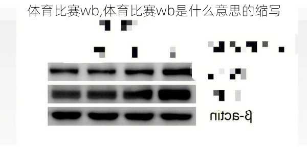 体育比赛wb,体育比赛wb是什么意思的缩写