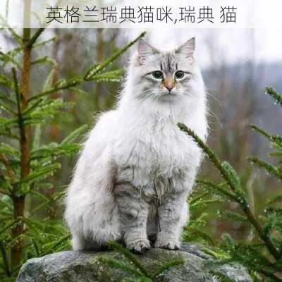 英格兰瑞典猫咪,瑞典 猫